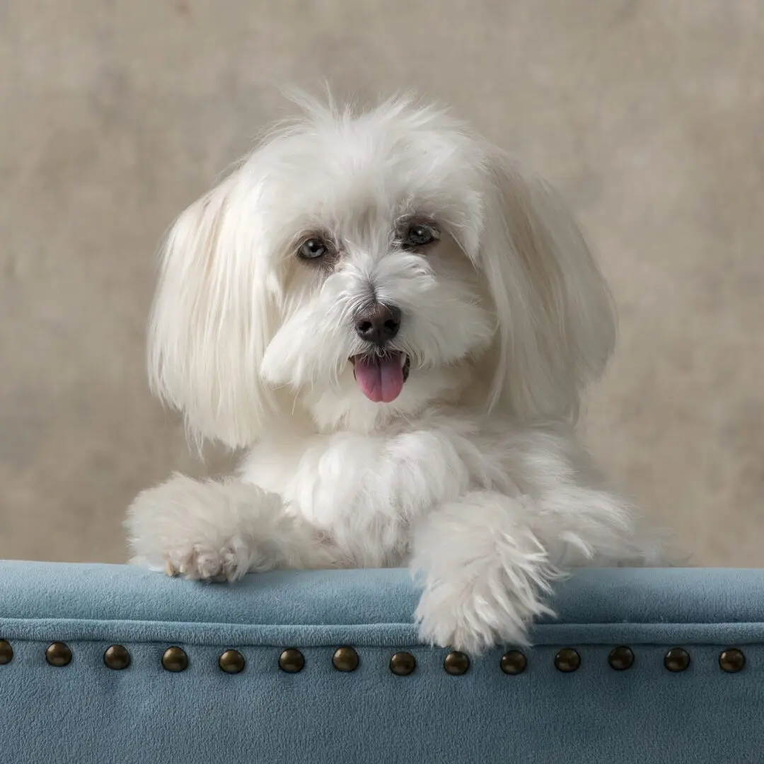 A white dog sitting on top of a blue couch.